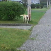 Loose Roaming Dogs