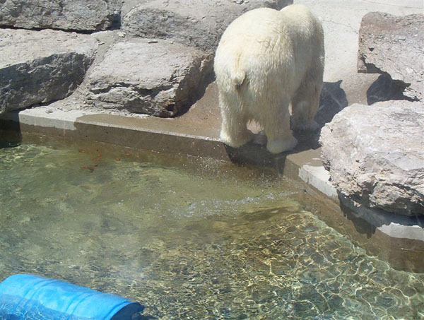 Polar Bear taking a Poo