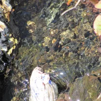 Trash in the Stream