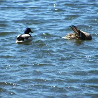 Wheres the fish?