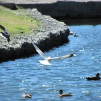 Soaring
