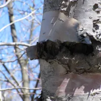 Bark Peal