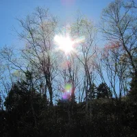 Sun in the trees