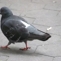 A NYC Pigeon