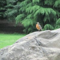 Robin on a Rock