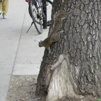 Where's my Nuts!