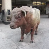 Where the Buffalo Roam